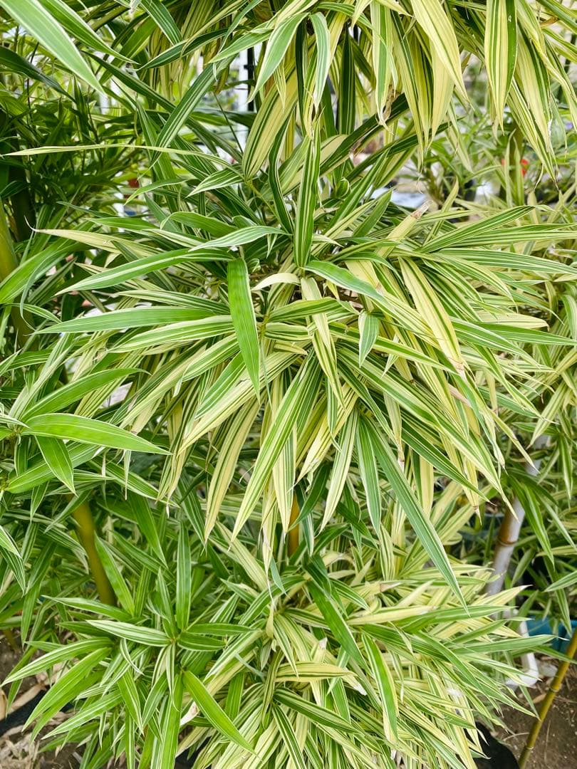 大名竹/ダイミョウチク　斑入り 2本立て　　観葉植物　レア　ポットメルカリ便発送