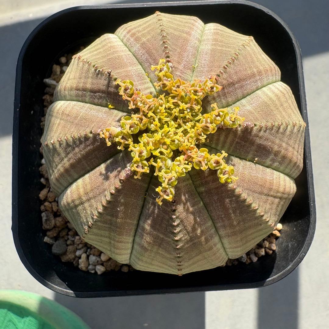 シンメトリカ鉄甲　種子5個（オベサ鉄甲）