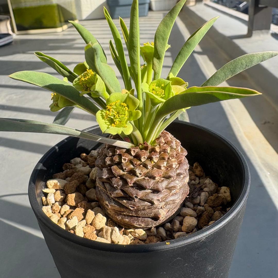 シンメトリカ鉄甲　種子5個（オベサ鉄甲）