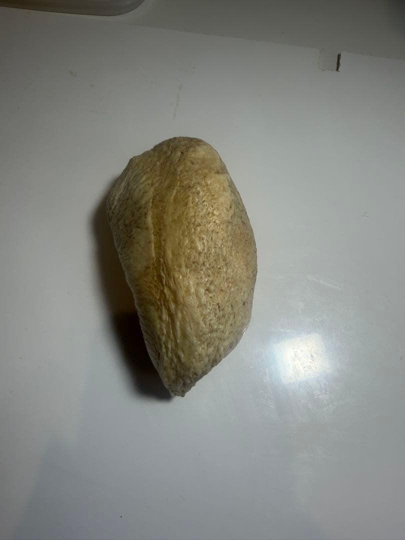 マッコウクジラ　クジラ歯　鯨歯　鯨牙　希少耳骨　印材　彫刻材料　珍品 送料無料