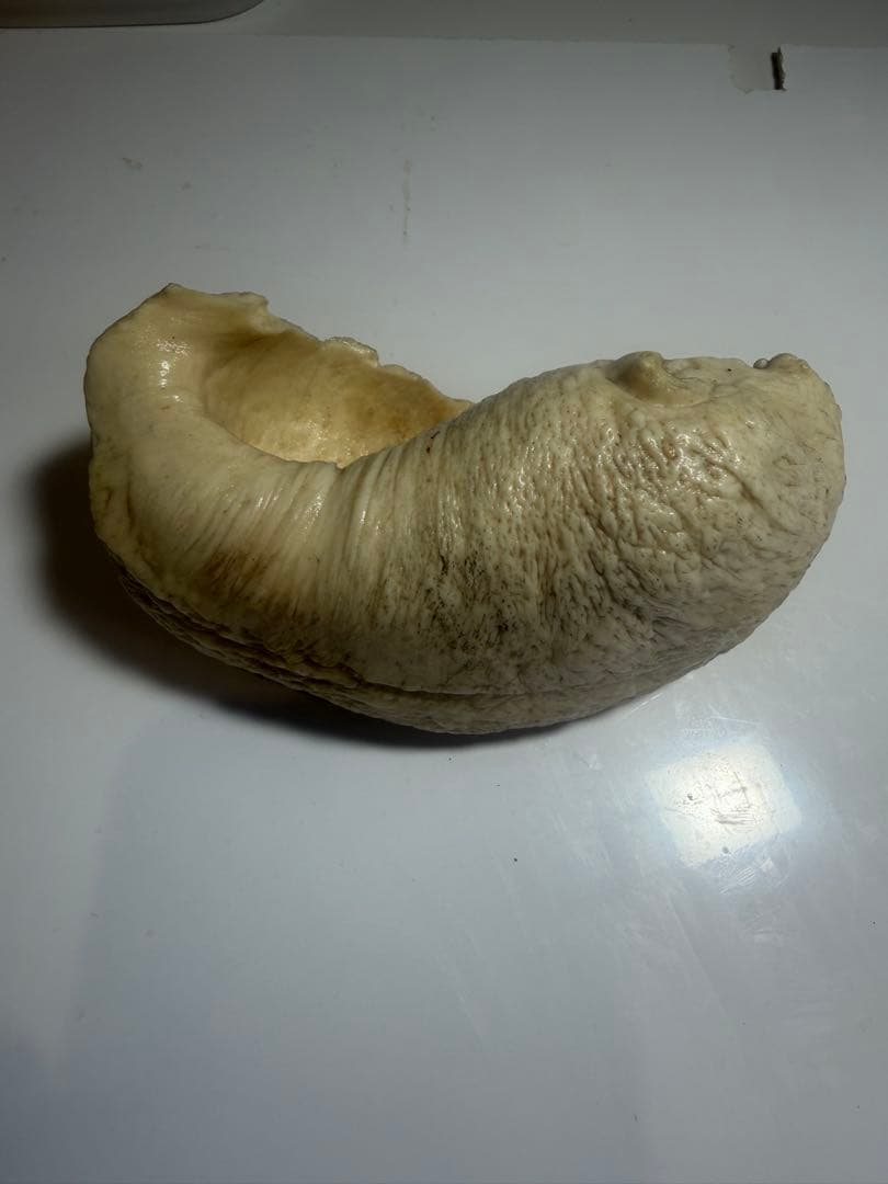マッコウクジラ　クジラ歯　鯨歯　鯨牙　希少耳骨　印材　彫刻材料　珍品 送料無料
