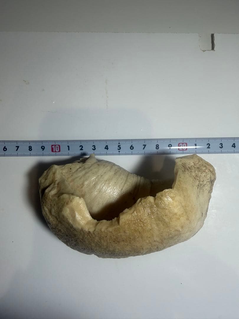 マッコウクジラ　クジラ歯　鯨歯　鯨牙　希少耳骨　印材　彫刻材料　珍品 送料無料