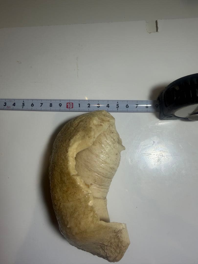 マッコウクジラ　クジラ歯　鯨歯　鯨牙　希少耳骨　印材　彫刻材料　珍品 送料無料