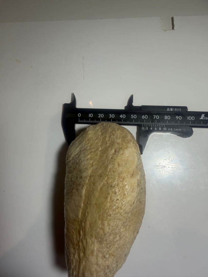 マッコウクジラ　クジラ歯　鯨歯　鯨牙　希少耳骨　印材　彫刻材料　珍品 送料無料