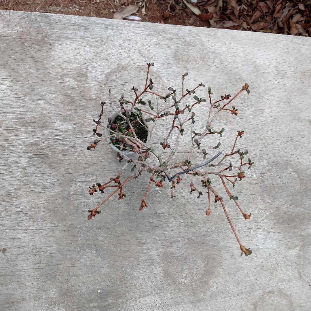 超ミニ盆栽　深山霧島