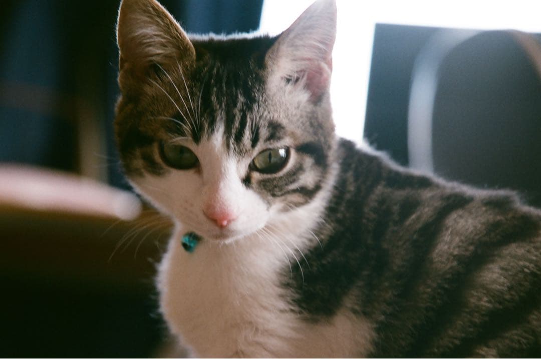 Nikon F90X 一眼レフカメラ MB-10付き　実写作例あり