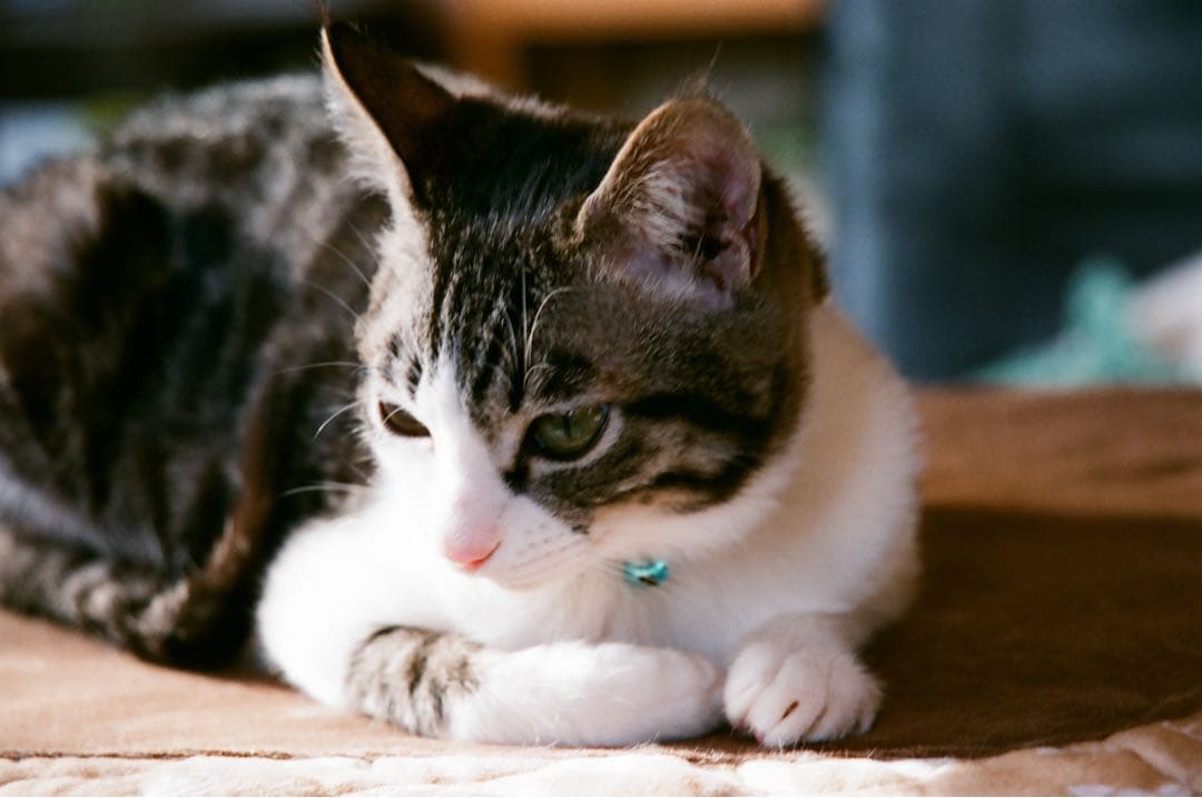 Nikon F90X 一眼レフカメラ MB-10付き　実写作例あり