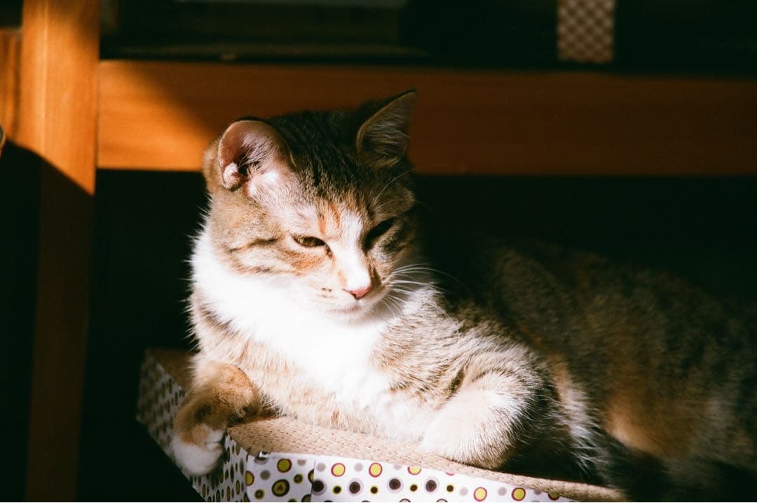 Nikon F90X 一眼レフカメラ MB-10付き　実写作例あり