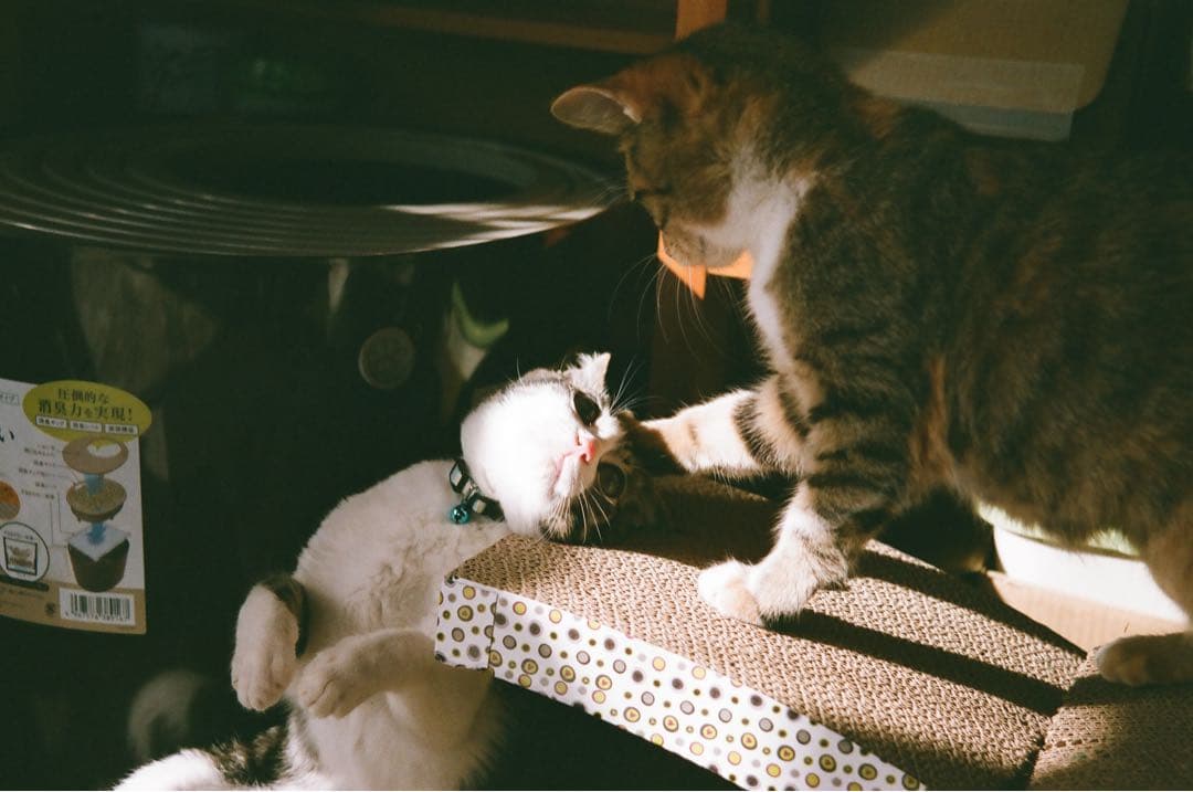 Nikon F90X 一眼レフカメラ MB-10付き　実写作例あり