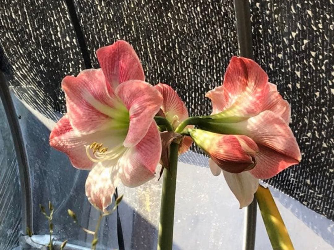 r*i様 ヒッペアストラムとヒッペアスケリアの球根たくさんです。