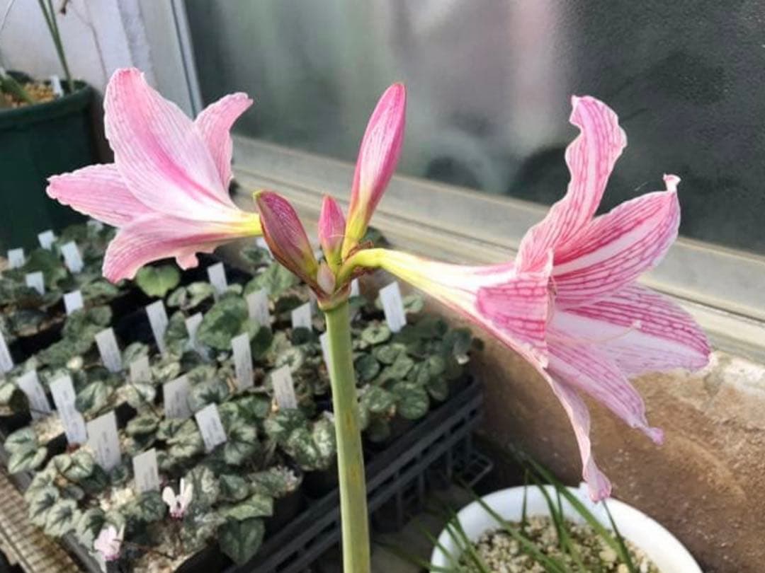 r*i様 ヒッペアストラムとヒッペアスケリアの球根たくさんです。