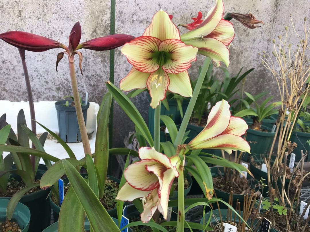 r*i様 ヒッペアストラムとヒッペアスケリアの球根たくさんです。