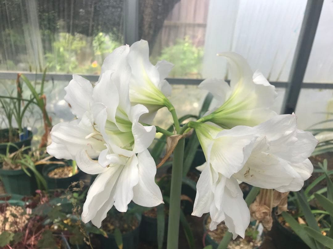 r*i様 ヒッペアストラムとヒッペアスケリアの球根たくさんです。