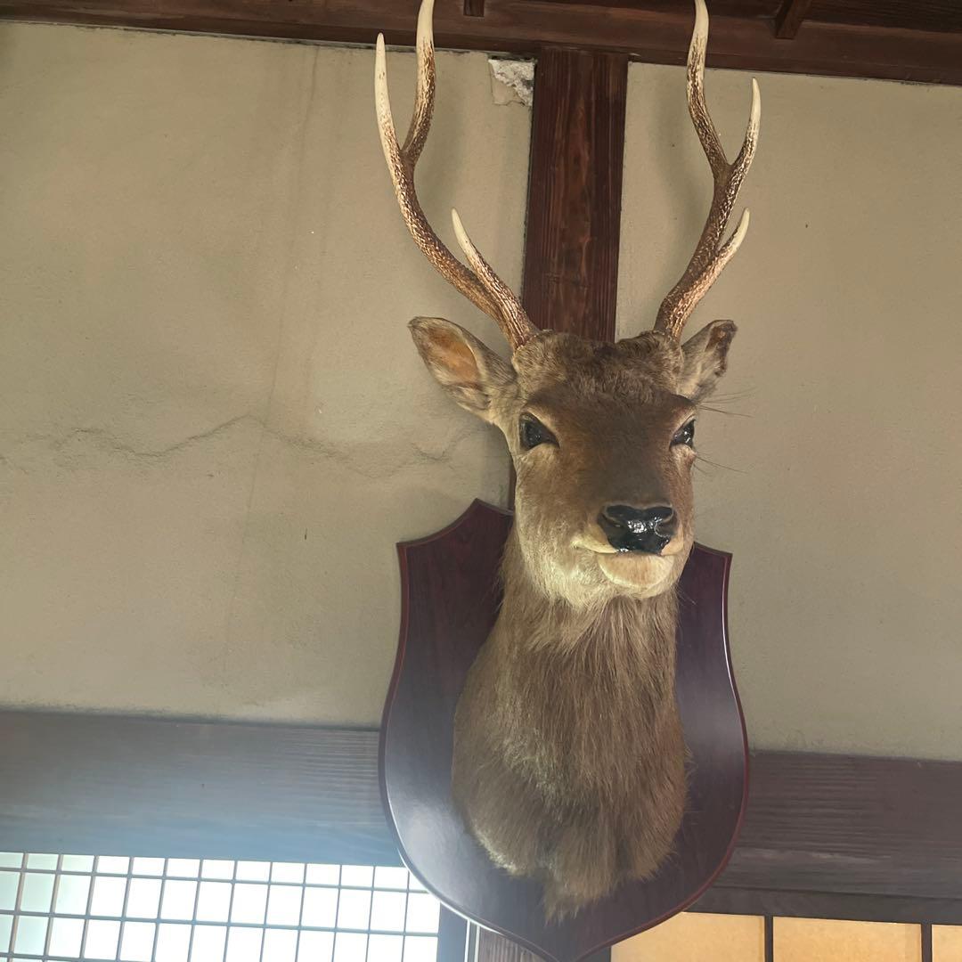 シカの剥製 壁掛け用
