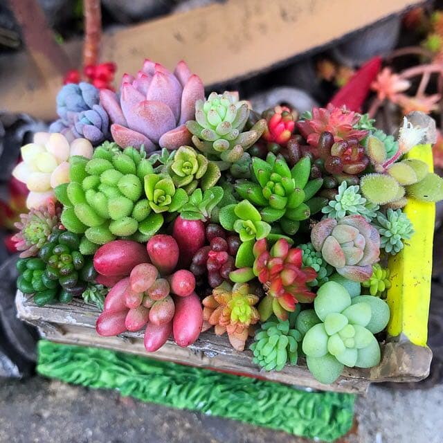 ★多肉植物　寄せ植え〜カート寄せ〜そのまま飾れます(*^ω^*)