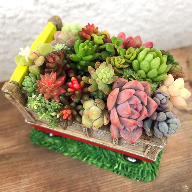 ★多肉植物　寄せ植え〜カート寄せ〜そのまま飾れます(*^ω^*)