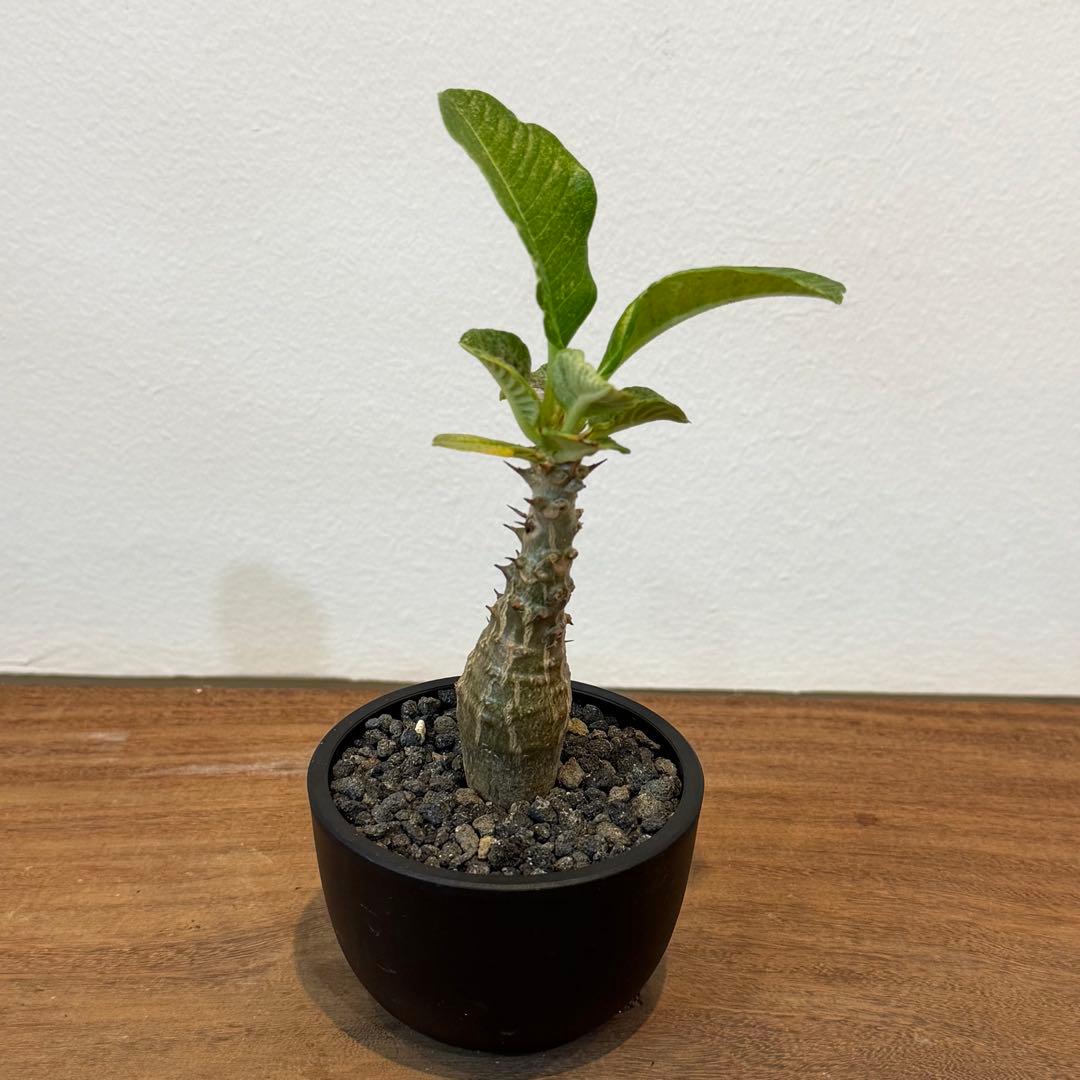 【美株】パキポディウム ウィンゾリー 国内実生 塊根植物 サボテン