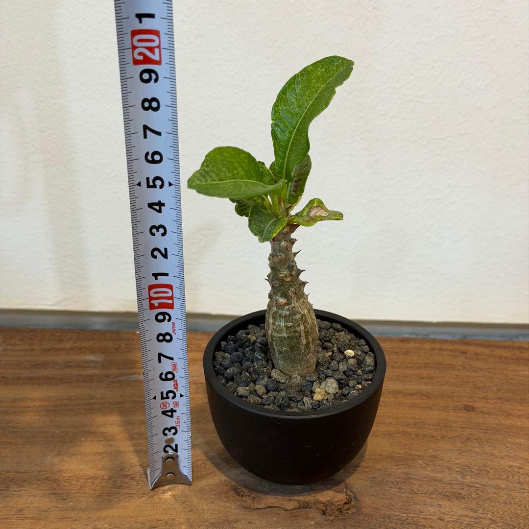 【美株】パキポディウム ウィンゾリー 国内実生 塊根植物 サボテン