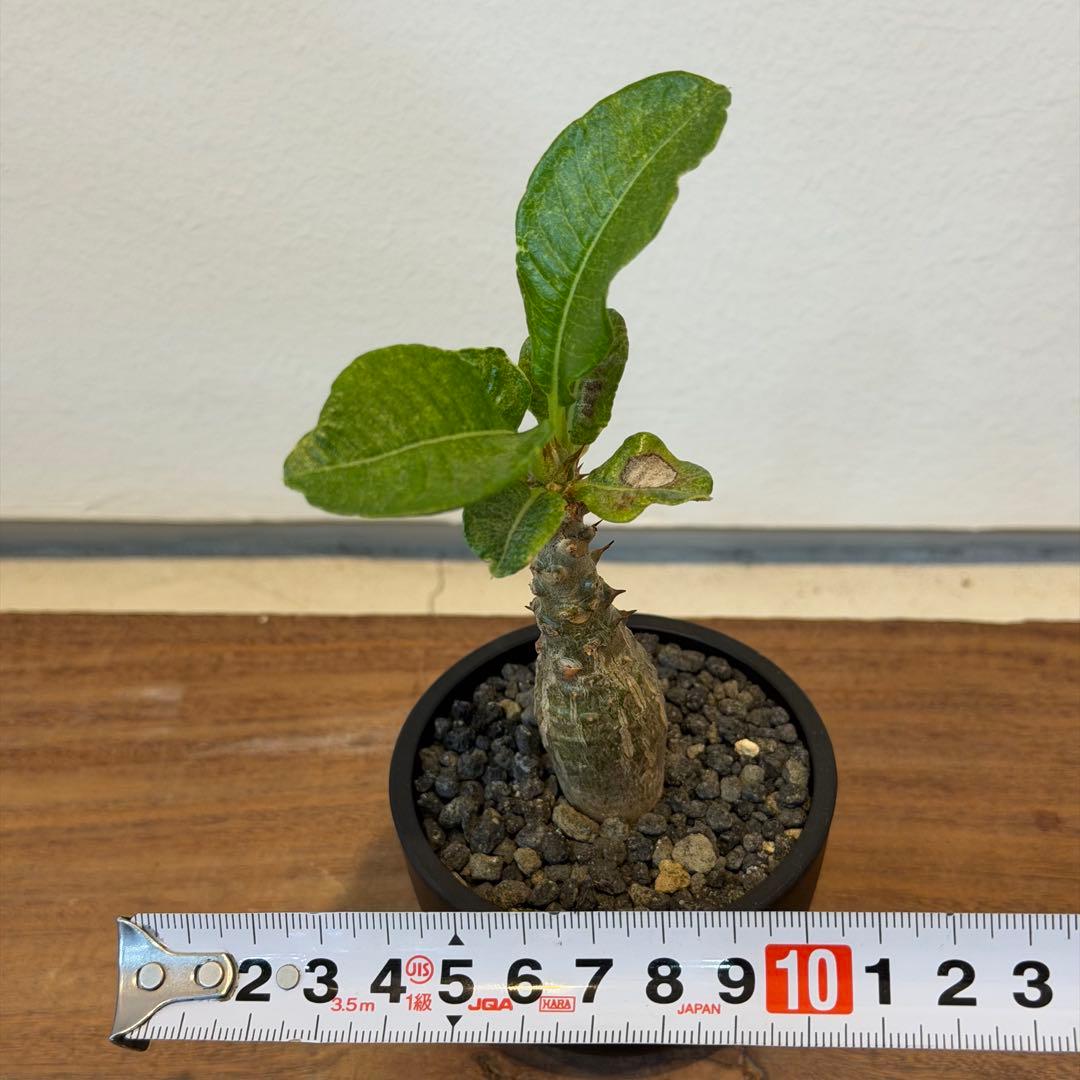 【美株】パキポディウム ウィンゾリー 国内実生 塊根植物 サボテン