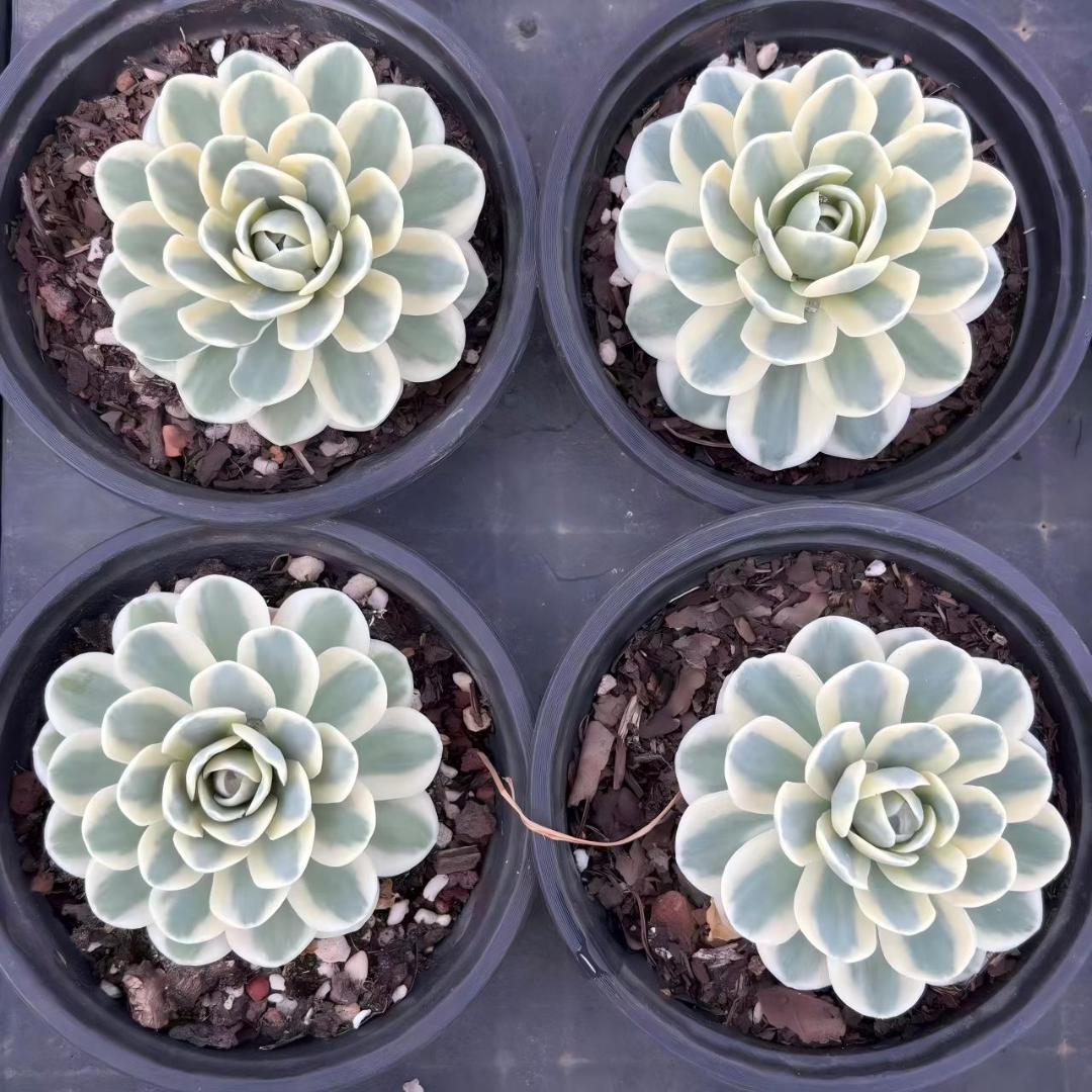 Top【選抜株】多肉植物　25265アルジェ　10個　鉢無し/脱土