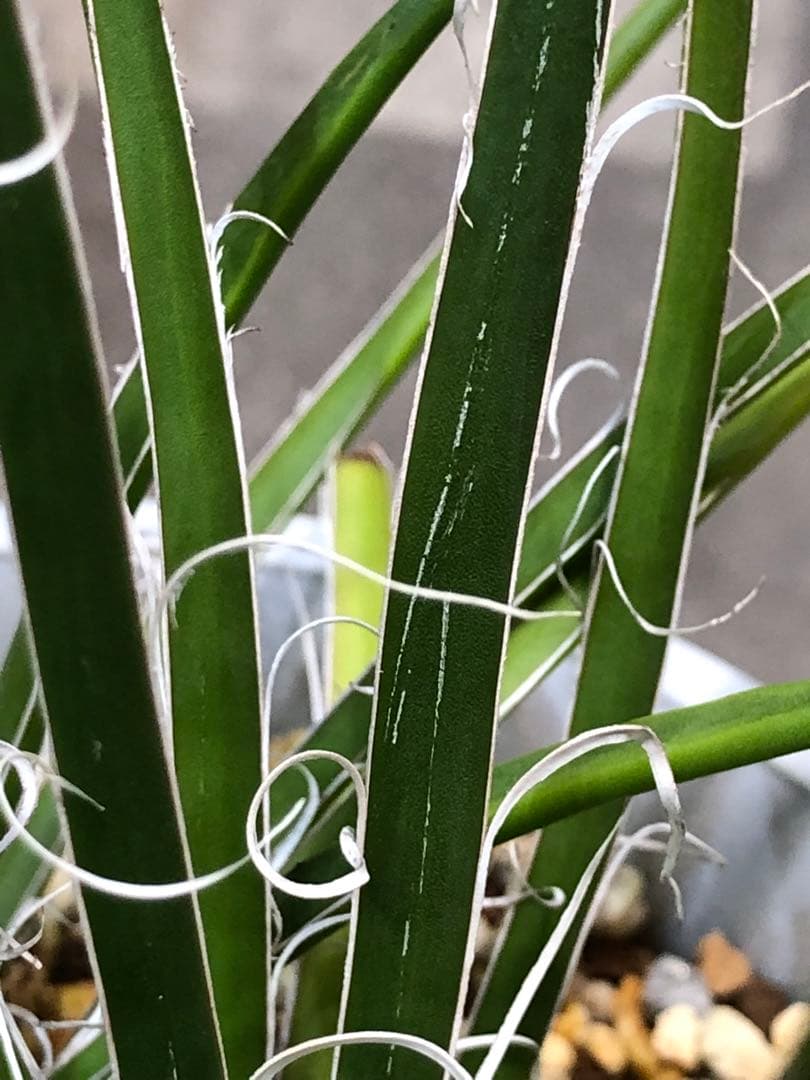 アガベ・ジェミニフローラ