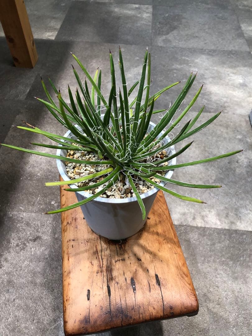 アガベ・ジェミニフローラ