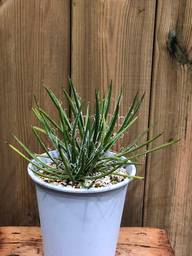 アガベ・ジェミニフローラ