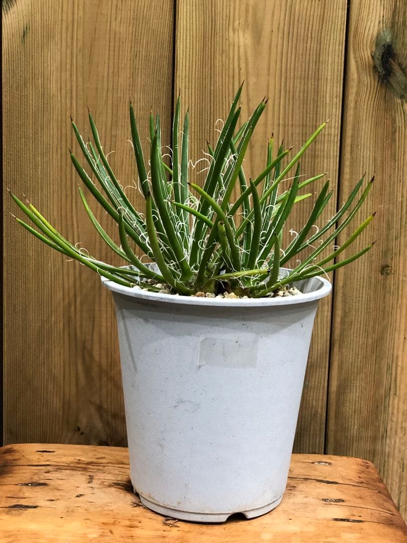 アガベ・ジェミニフローラ