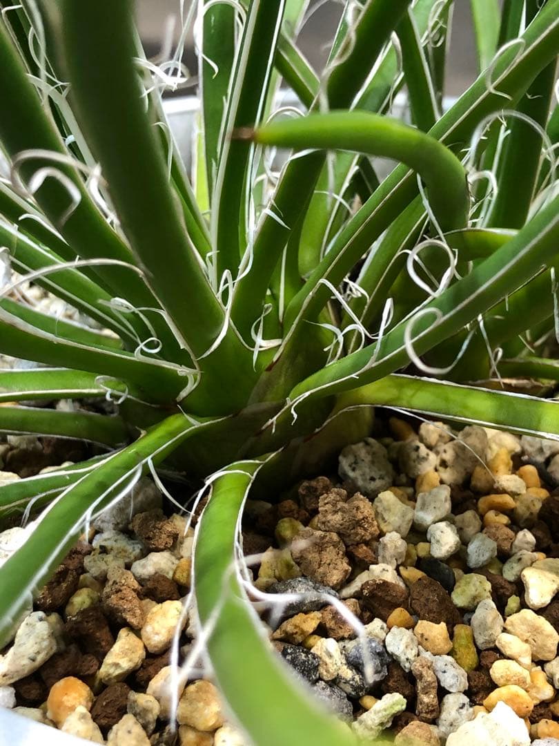 アガベ・ジェミニフローラ