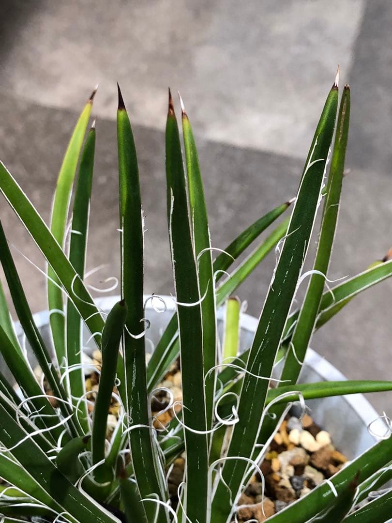 アガベ・ジェミニフローラ