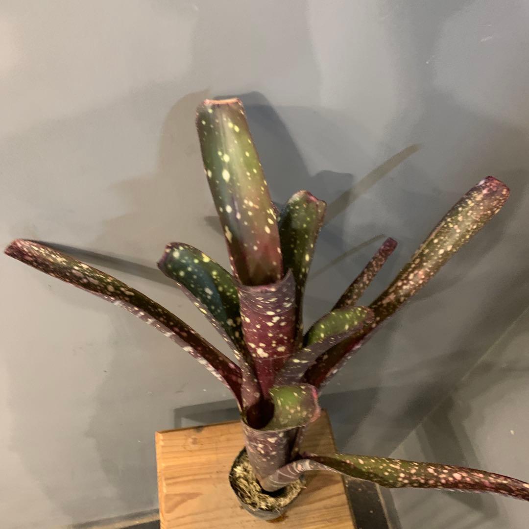 ビルベルギア サングレ 1