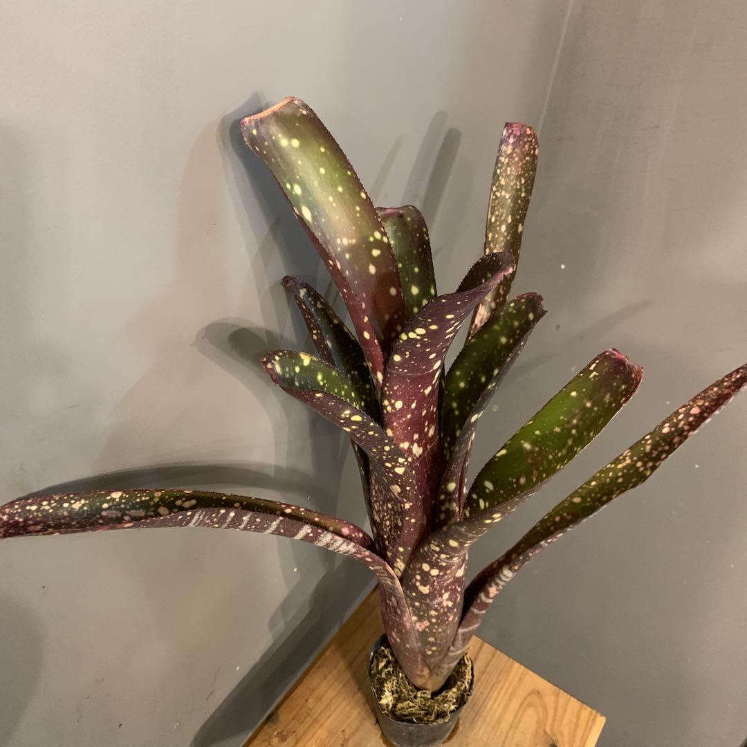 ビルベルギア サングレ 1