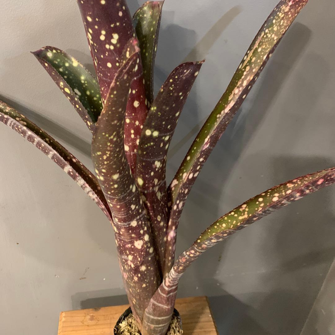 ビルベルギア サングレ 1