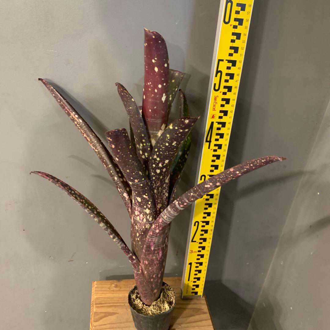 ビルベルギア サングレ 1