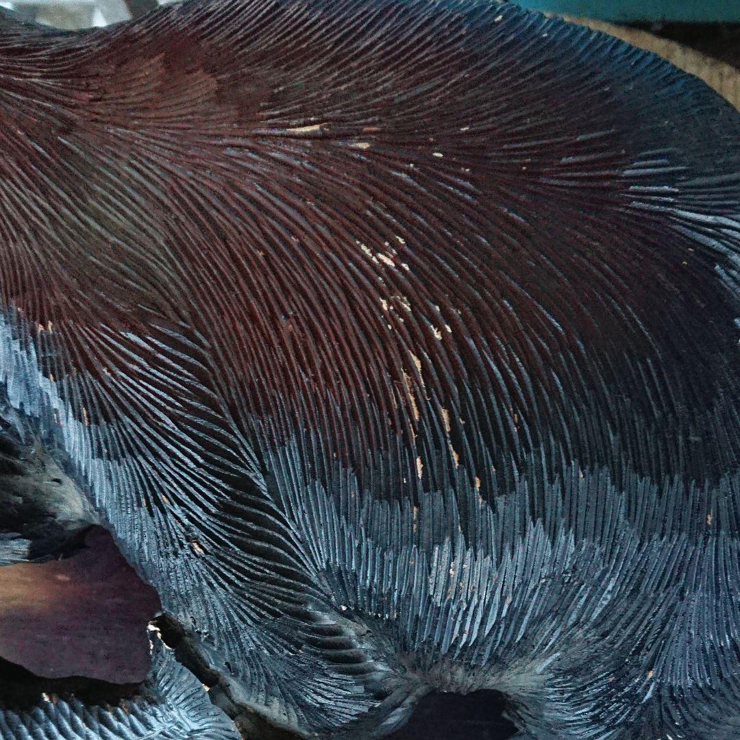 北海道・木彫りの熊の置物