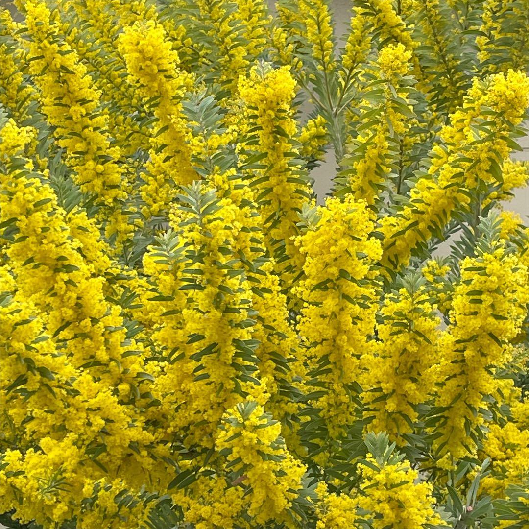 オーダー専用 アカシア ポポラス