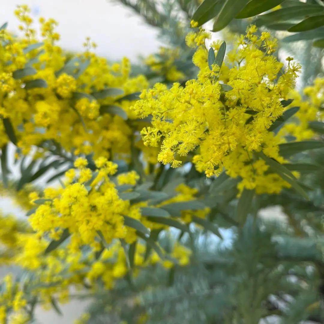 オーダー専用 アカシア ポポラス