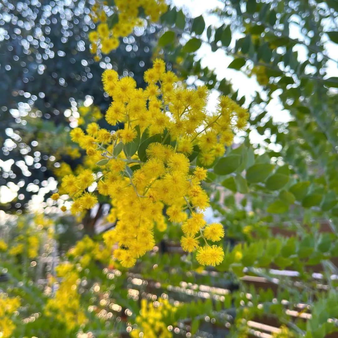 オーダー専用 アカシア ポポラス