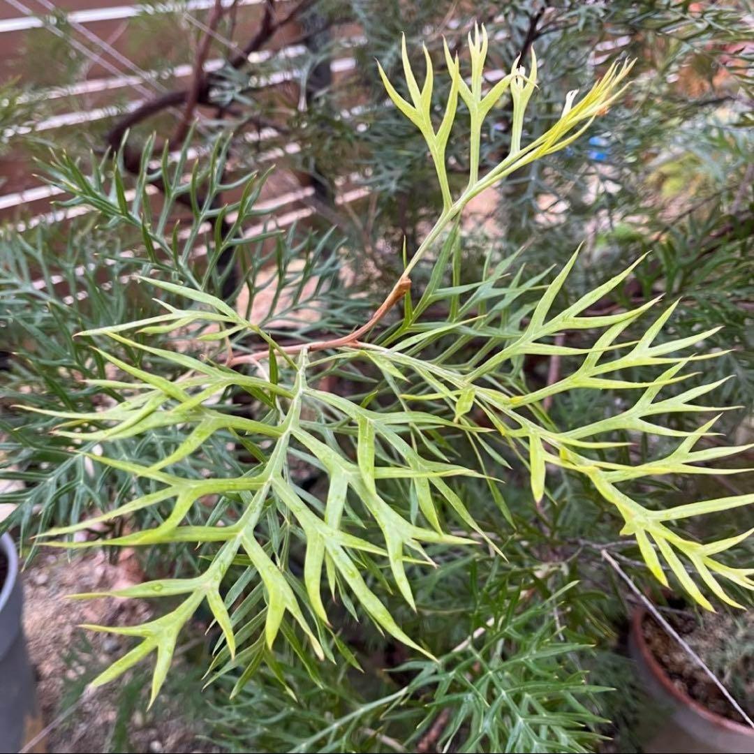 オーダー専用 アカシア ポポラス