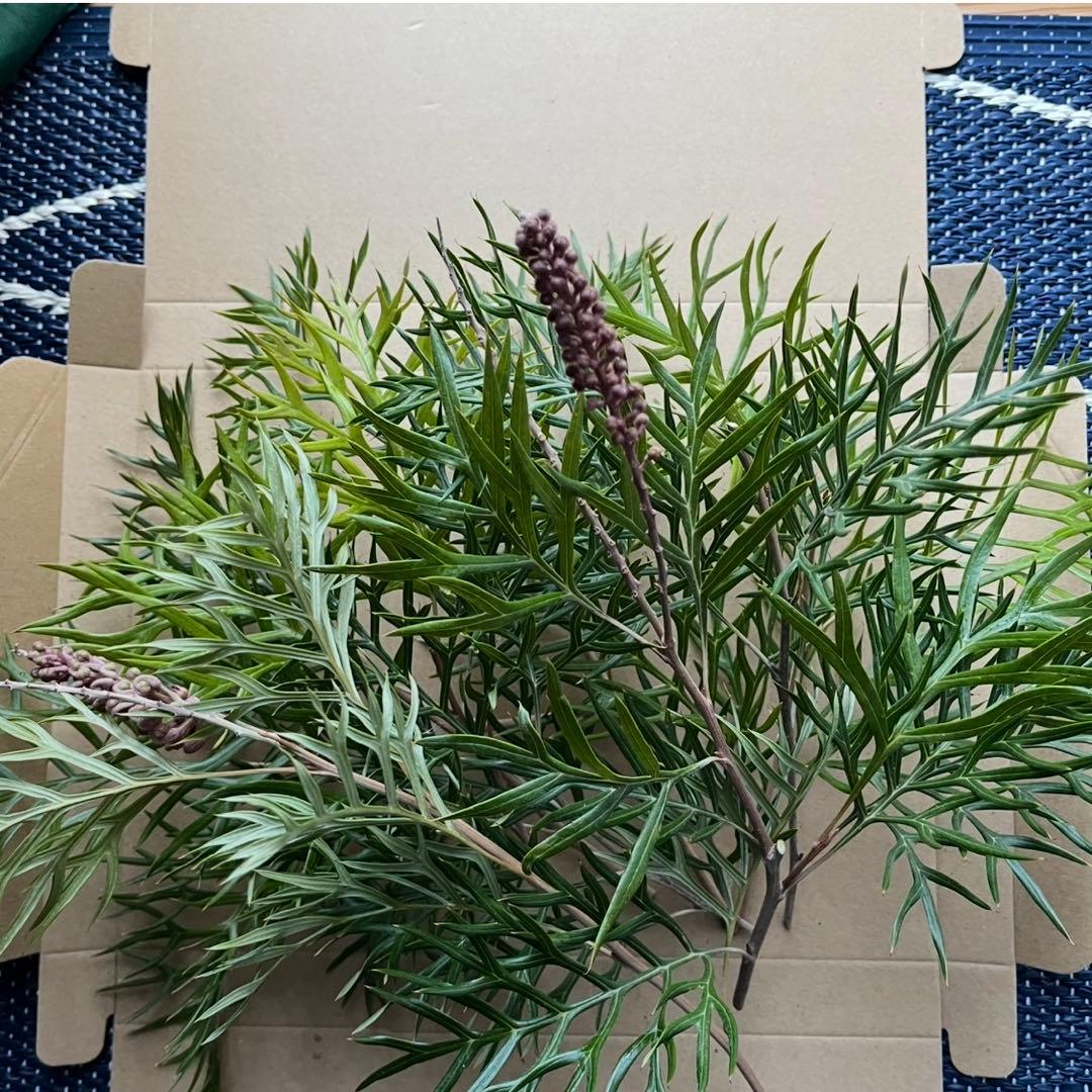 オーダー専用 アカシア ポポラス