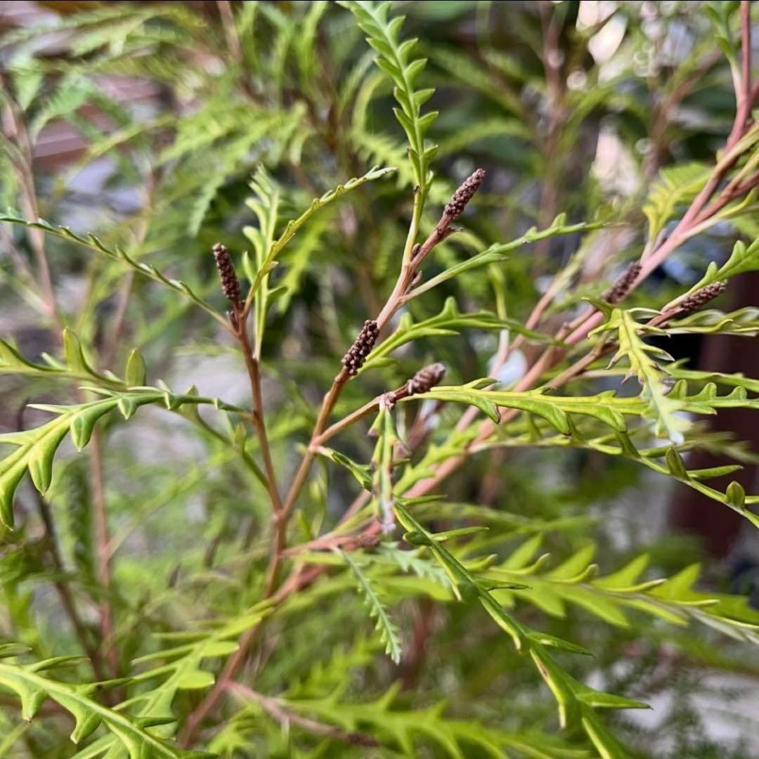 オーダー専用 アカシア ポポラス