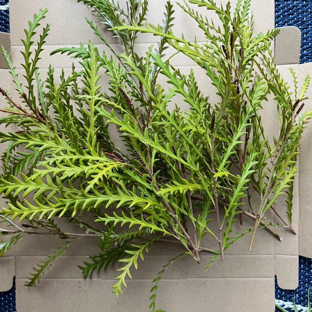 オーダー専用 アカシア ポポラス