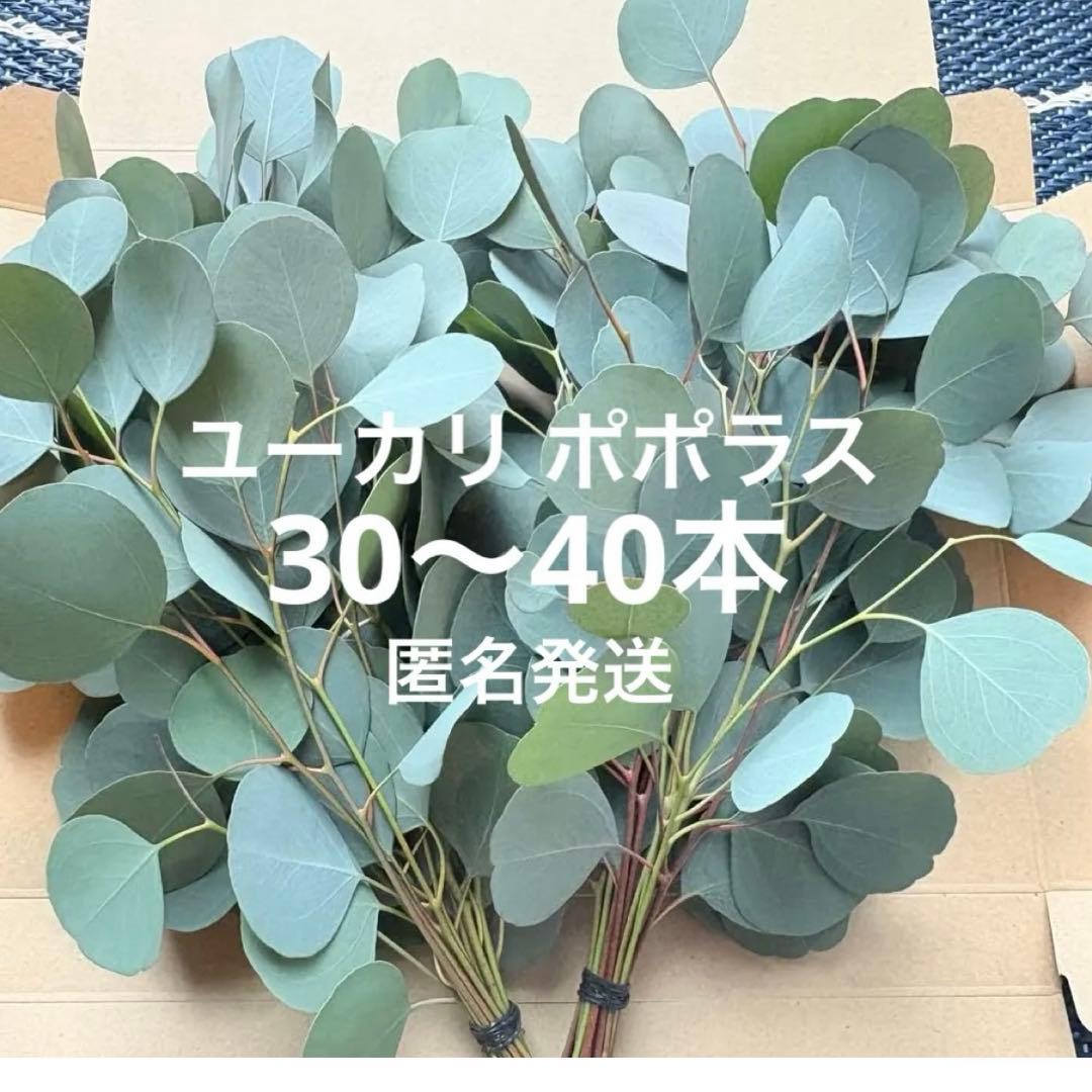 オーダー専用 アカシア ポポラス