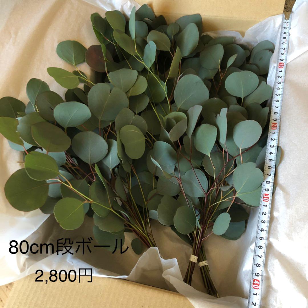 オーダー専用 アカシア ポポラス