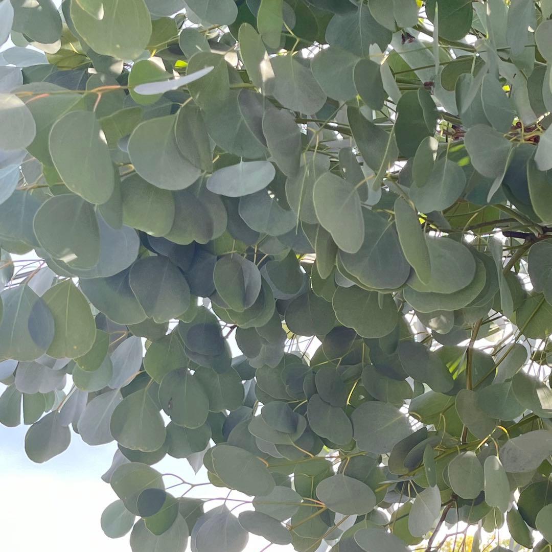 オーダー専用 アカシア ポポラス