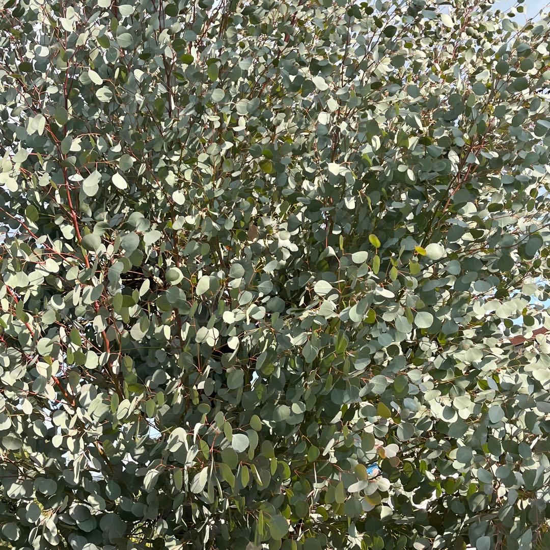 オーダー専用 アカシア ポポラス