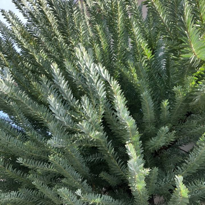 オーダー専用 アカシア ポポラス