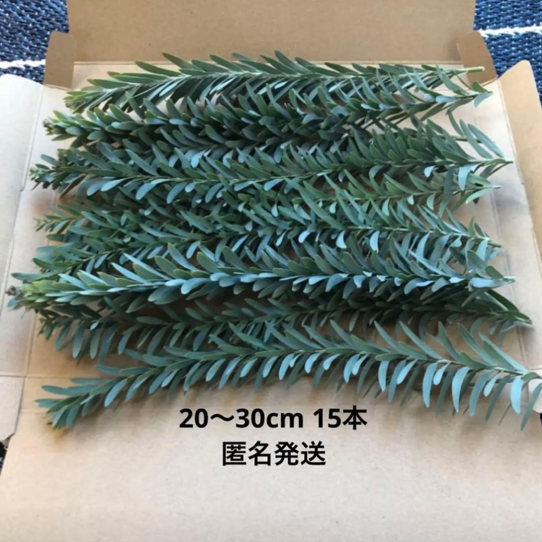 オーダー専用 アカシア ポポラス