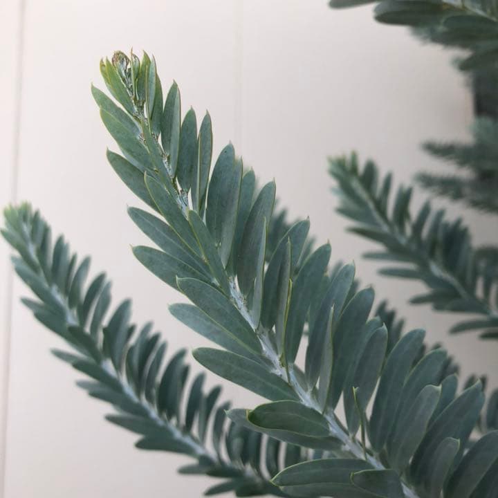 オーダー専用 アカシア ポポラス