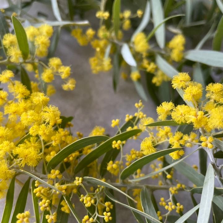 オーダー専用 アカシア ポポラス